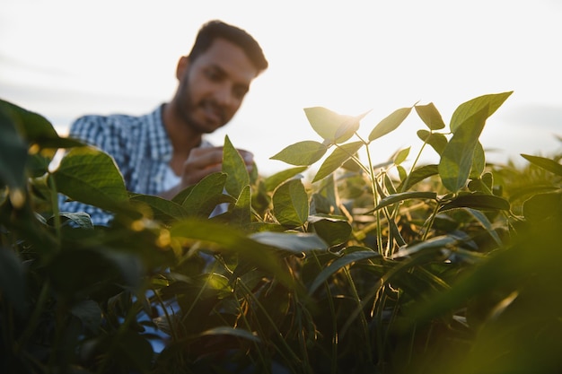 Un agriculteur indien dans un champ de soja