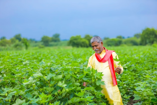 Agriculteur indien tenant un plant de coton en main et inspectant l'usine