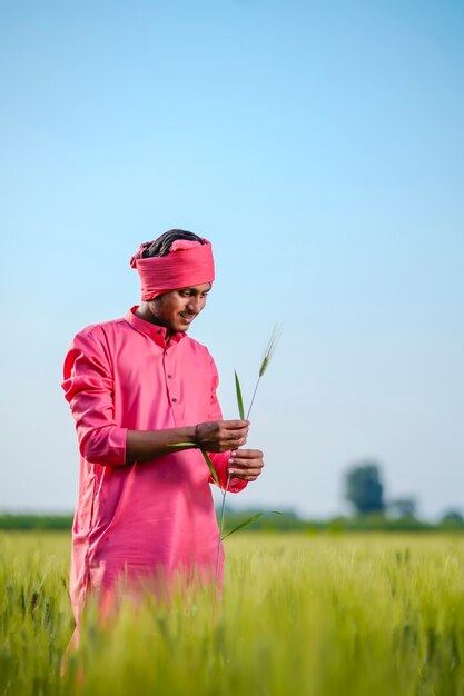 Agriculteur indien tenant une plante en main au champ de blé sur fond de ciel