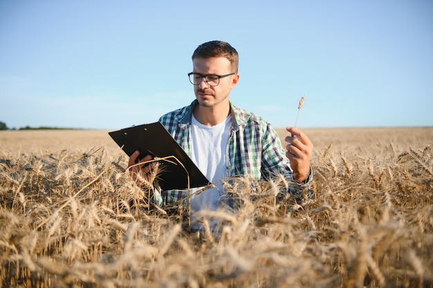 Un agriculteur inspectant le blé dans un champ