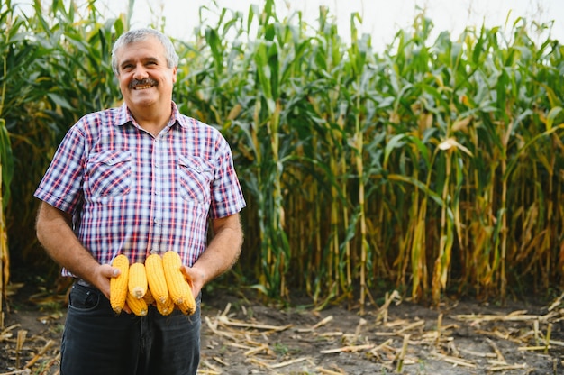 Agriculteur inspectant l'épi de maïs dans son champ