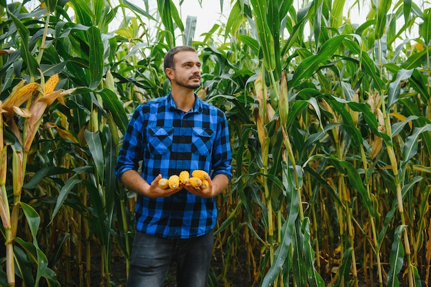 Agriculteur inspectant l'épi de maïs dans son champ