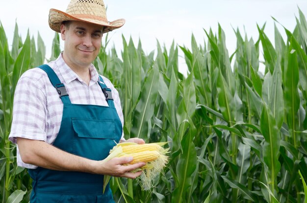 Agriculteur inspectant des épis de maïs