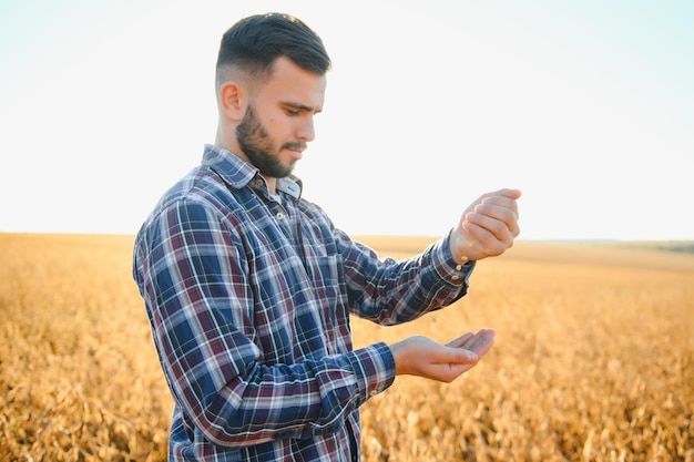 Un agriculteur inspecte un champ de soja Le concept de la récolte