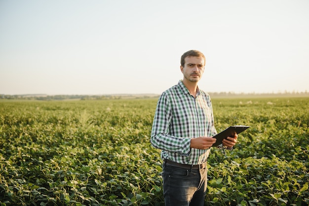 Un agriculteur inspecte un champ de soja vert. Le concept de la récolte