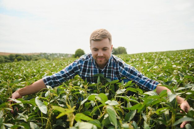 Un agriculteur inspecte un champ de soja vert Le concept de la récolte