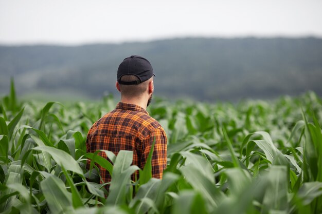 Un agriculteur inspecte un grand champ de maïs vert.