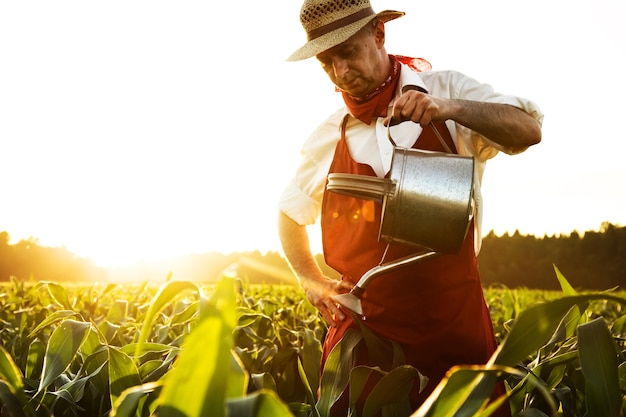 Agriculteur irriguer les plantes