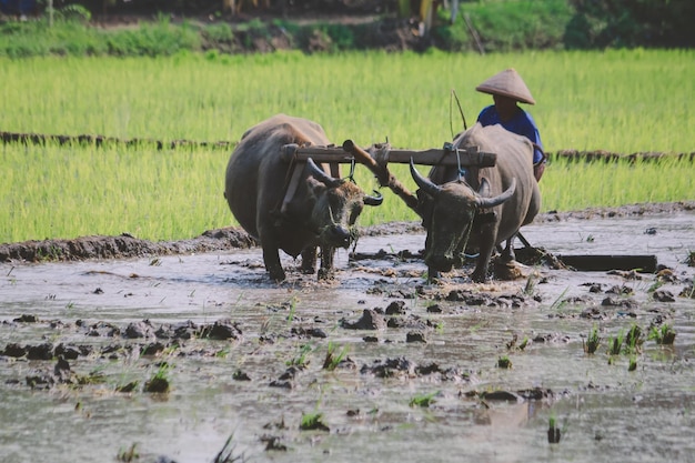 Agriculteur labourant une rizière avec une paire de boeufs ou de buffles