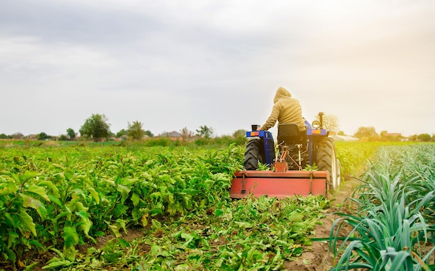 Un agriculteur laboure des aubergines Un agriculteur sur un tracteur cultive le sol après la récolte