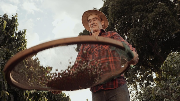 Agriculteur latin travaillant dans la récolte du café par une journée ensoleillée dans le champ tamisant les grains de café