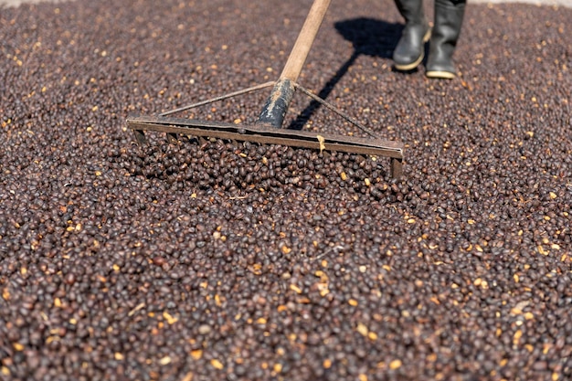 Agriculteur local dispersant les grains de café naturels verts pour le séchage au soleil Panama Amérique Centrale