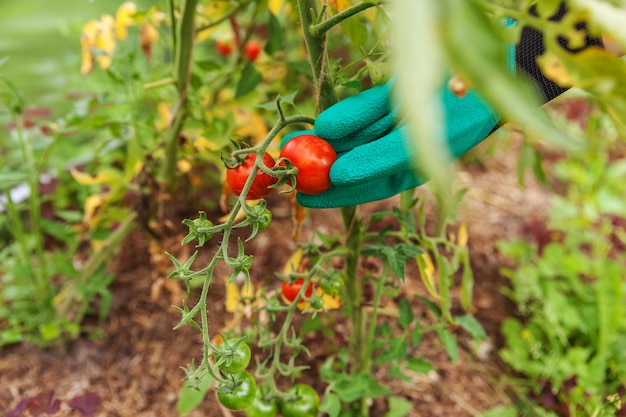 Agriculteur main dans le gant cueillant des tomates biologiques mûres fraîches