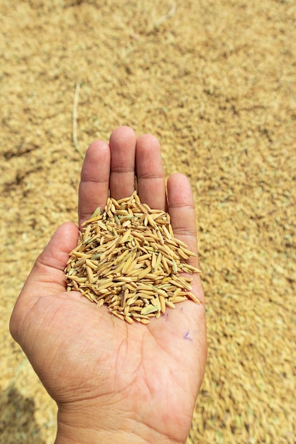 Photo agriculteur à la main tenant des grains de riz au moment de la récolte.