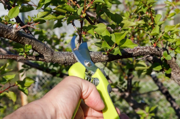 Agriculteur mâle avec sécateur cisaille branches d'abricotier