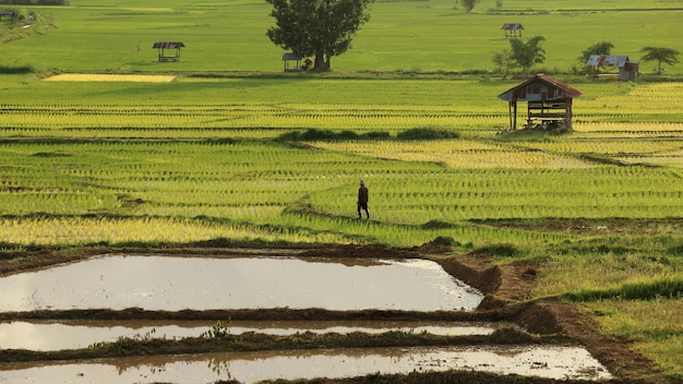 Agriculteur Marchant Dans La Rizière