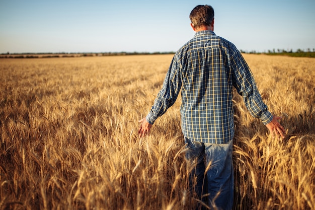 Agriculteur marche parmi les épis de blé d'or avant la récolte en vérifiant l'état de maturité de la nouvelle récolte de saison