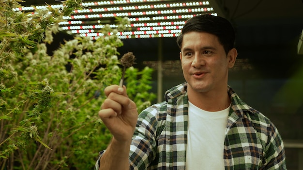 Un agriculteur de marijuana teste des bourgeons de marijuana dans une ferme de marijuana curative