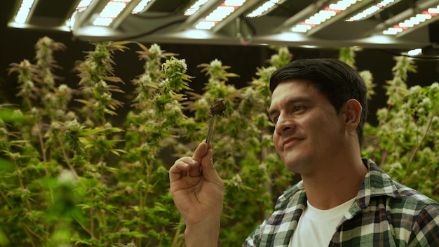 Un agriculteur de marijuana teste des bourgeons de marijuana dans une ferme de marijuana curative