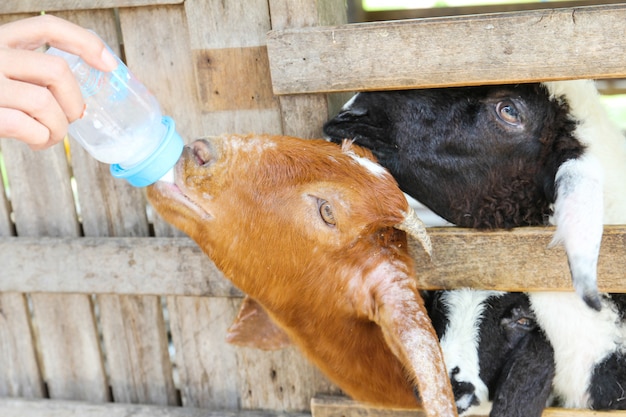 Agriculteur nourrir le lait à la ferme de chèvre.