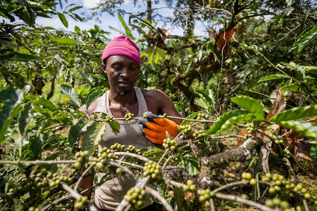 Un agriculteur observe la maturation de la plante de café et les produits africains