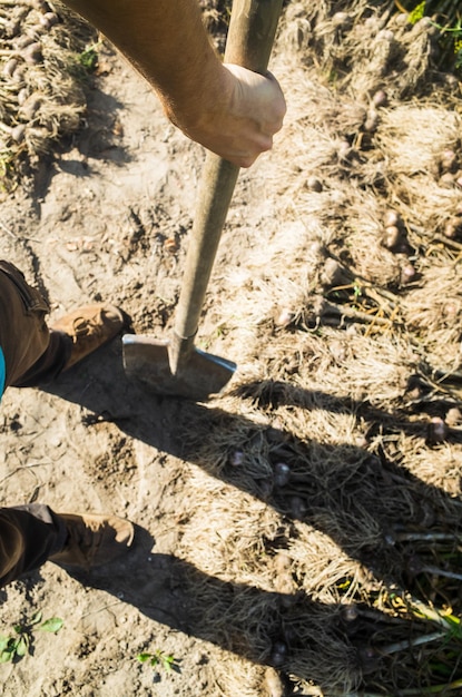 L'agriculteur avec une pelle dans le jardin Récolte d'ail collectée dans le jardin Travaux de plantation Récolte d'automne et concept d'aliments biologiques sains