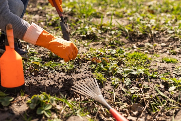 Agriculteur plantant dans le potager.