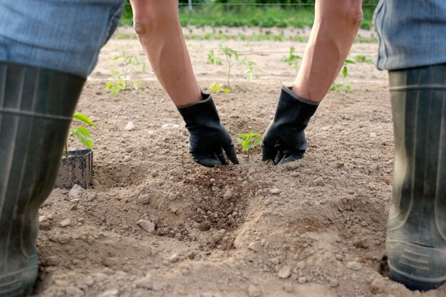 Agriculteur plantant des plants de poivre