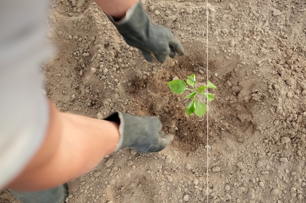 Agriculteur plantant des plants de poivre