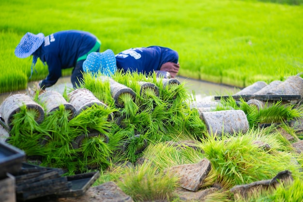 Agriculteur plantant des plants de riz sur la rizière en Thaïlande