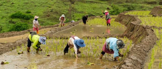 L&#39;agriculteur planter sur le riz paddy dans le champ