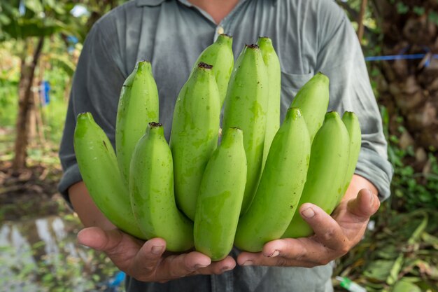 Agriculteur portant des bananes dans son jardin de bananes