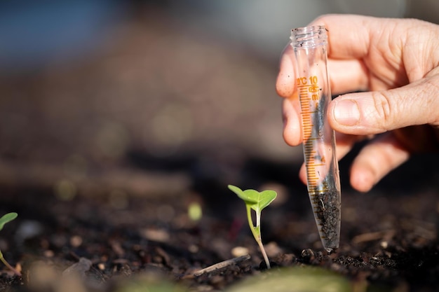 Agriculteur prélevant des échantillons de sol dans un tube à essai dans un champ Agronome vérifiant le carbone du sol et la santé des plantes sur une ferme science du sol dans l'agriculture