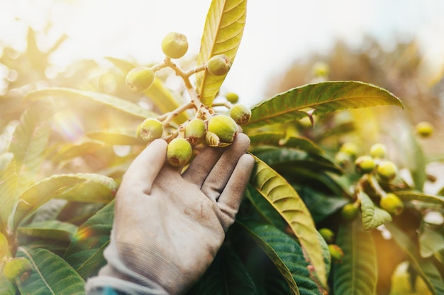 L'agriculteur prend soin des arbres fruitiers néflier