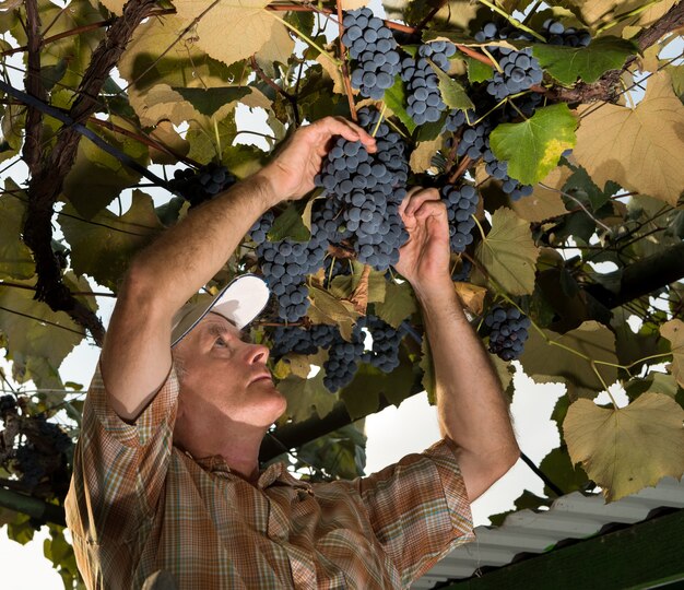 Agriculteur principal inspectant la récolte de raisin frais. homme aîné, récolter raisins, dans, vignoble