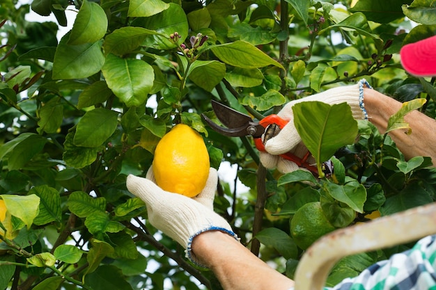 Agriculteur principal récoltant des citrons avec un sécateur de jardin dans les mains sur un citronnier par une journée ensoleillée