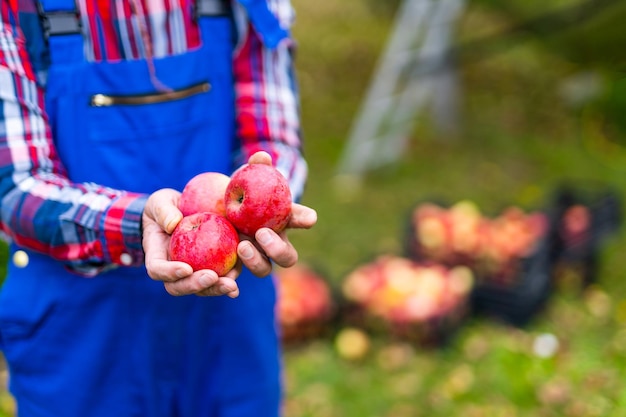 Agriculteur professionnel tenant dans les mains des pommes mûres rouges Agriculteur tenant des pommes mûres fraîches