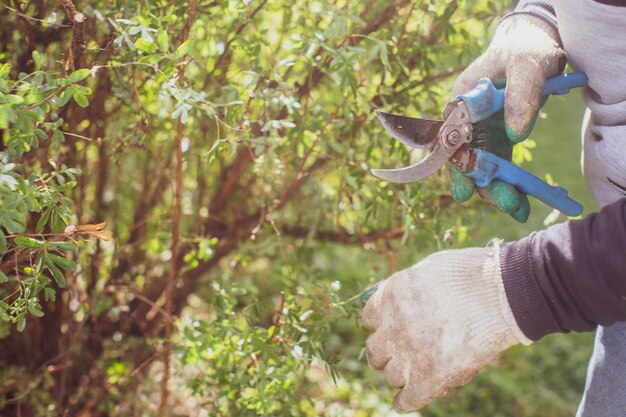 Agriculteur qui fait l'élagage des buissons avec de grandes cisailles de jardin Outils de jardinage Concept agricole