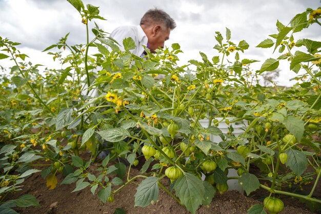 Agriculteur ramassant des tomatilles biologiques de la plante dans le potager.