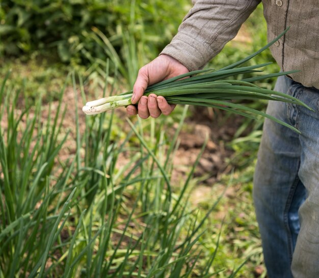 Agriculteur récoltant des oignons verts à la ferme