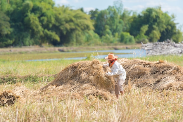 Agriculteur récolte du riz