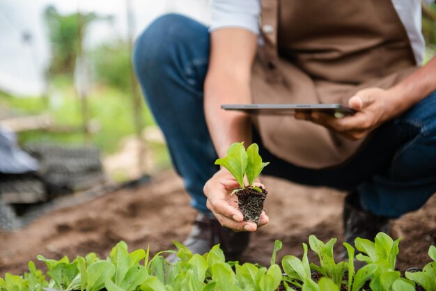 L'agriculteur récolte ou inspecte la qualité des produits de la ferme et les légumes frais