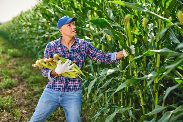 Agriculteur avec une récolte de maïs.