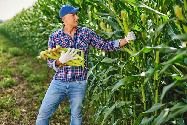 Agriculteur avec une récolte de maïs.