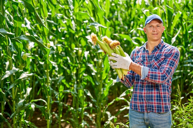 Agriculteur avec une récolte de maïs.