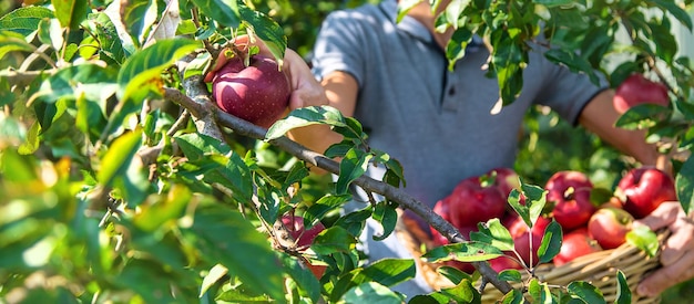 Un agriculteur récolte des pommes Mise au point sélective