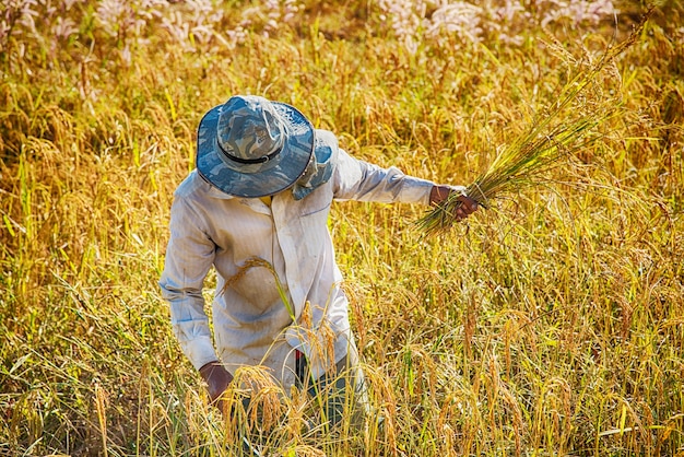 Agriculteur, récolte de rizière en été Thaïlande