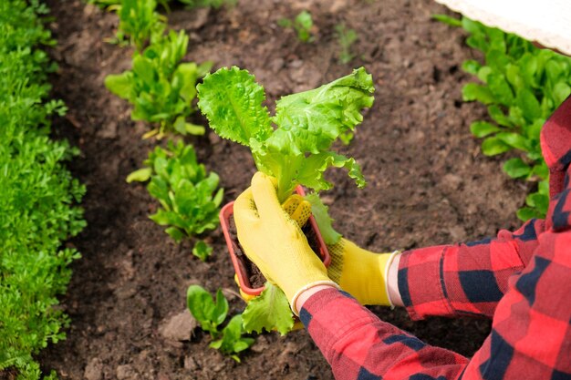 Agriculteur Récolte Salade biologique Cueillette des feuilles Butterhead Agriculture Agriculture Légumes frais