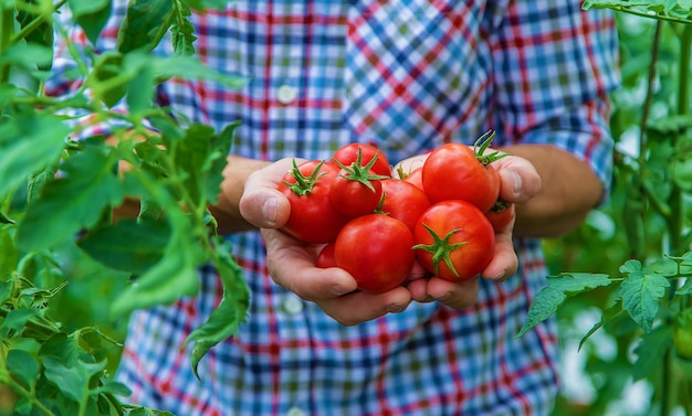 Un agriculteur récolte des tomates dans le jardin. Mise au point sélective. La nature.