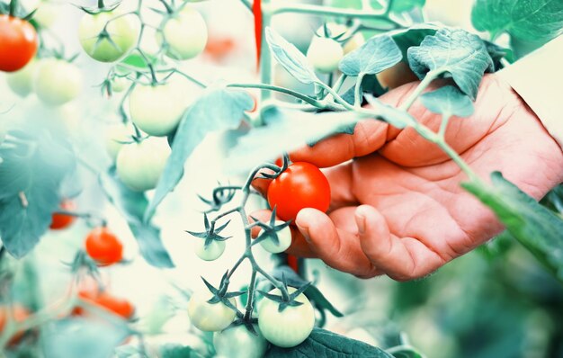 L'agriculteur récolte des tomates fraîches dans la serre Légumes écologiques bonne nutrition